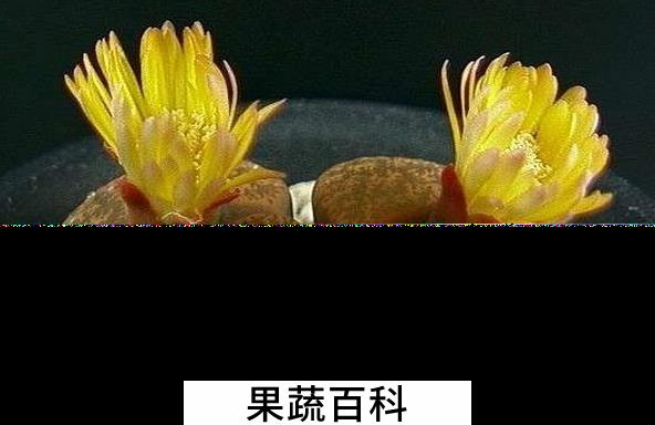 果蔬百科生石花的养殖方法