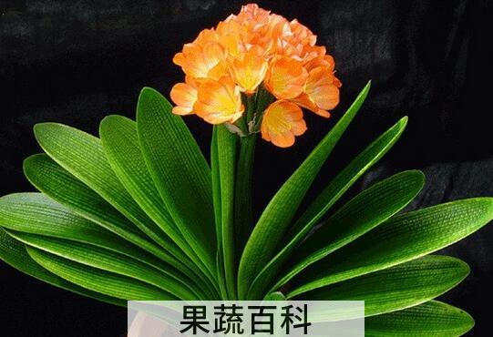果蔬百科春天办公室养什么花好