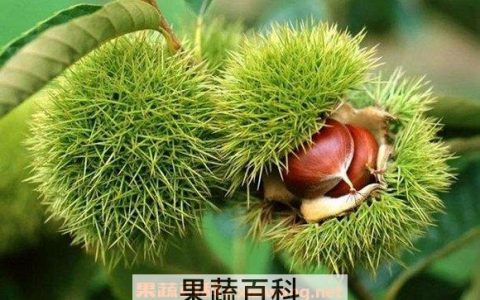 女人多吃栗子的好处与禁忌