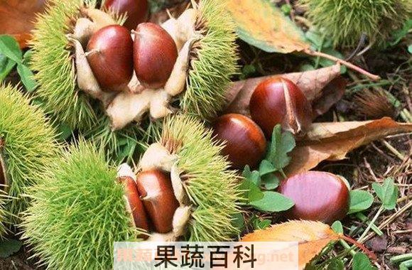 栗子