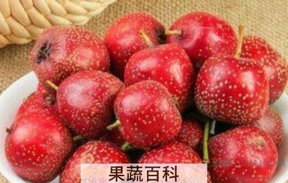 鲜山楂果的功效与作用