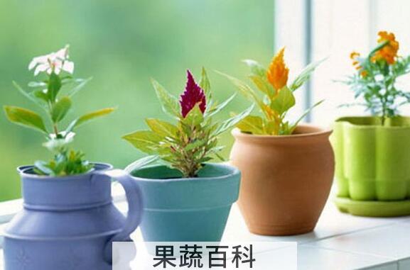 果蔬百科室内养花有哪些禁忌
