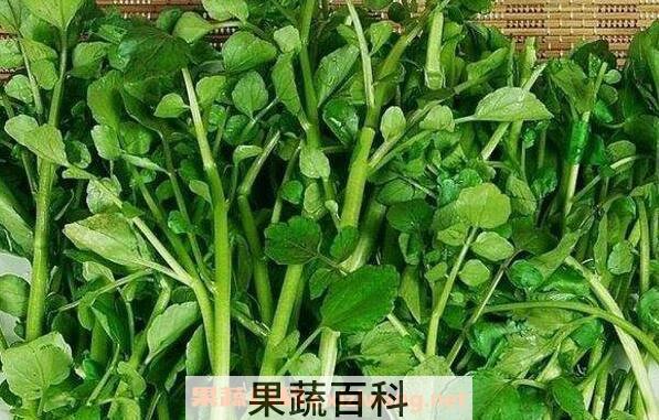豆瓣菜的功效与作用