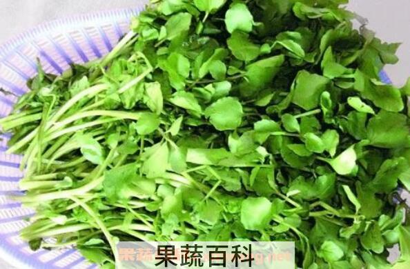 豆瓣菜的功效与作用