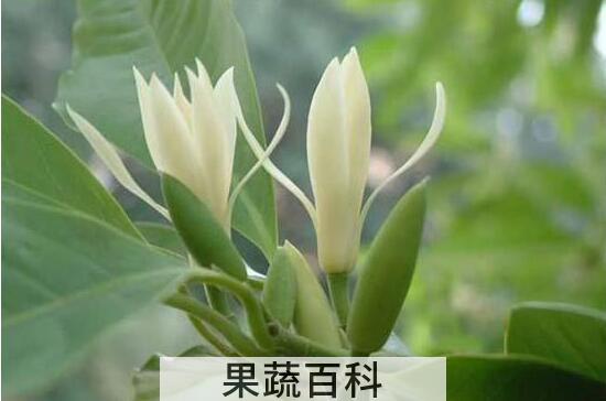 果蔬百科黄桷兰的养殖方法