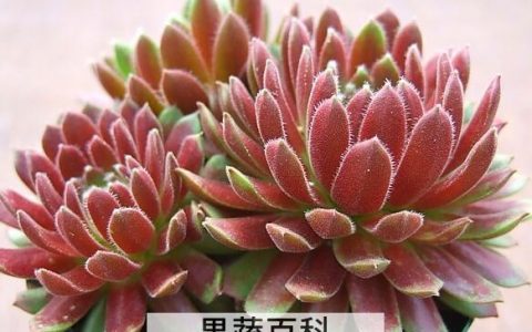 长生草的养护 长生草的养殖方法和注意事项