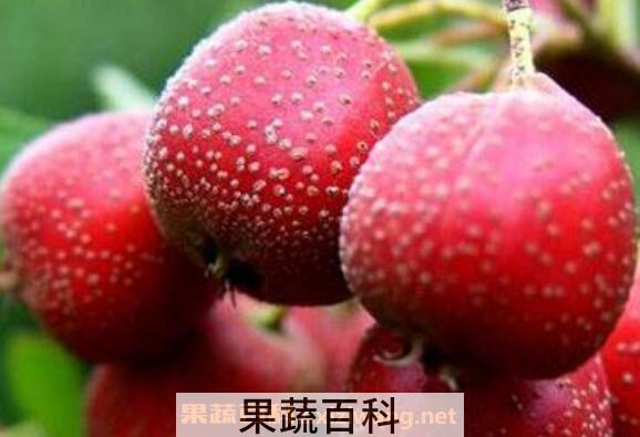大果山楂的功效与作用