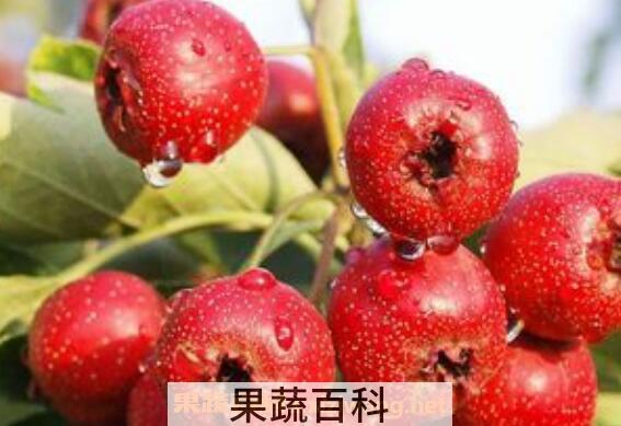 大果山楂的功效与作用
