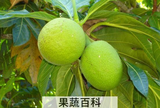 果蔬百科面包树的果实能吃吗