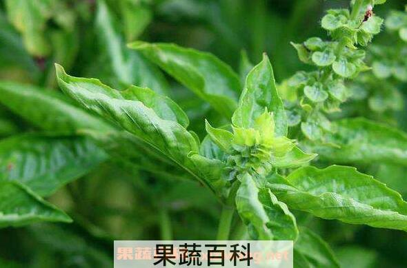 新鲜罗勒怎么吃 罗勒的做法