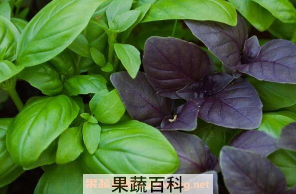 新鲜罗勒怎么吃 罗勒的做法