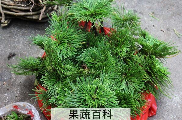 果蔬百科还魂草的功效与作用