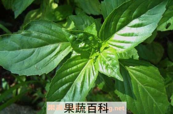 罗勒的功效与作用 罗勒的禁忌