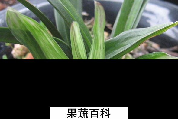 果蔬百科 水晶兰花的栽培要点