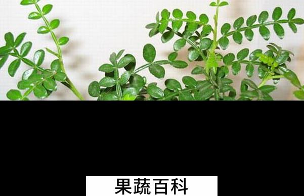 果蔬百科清香木掉叶的原因