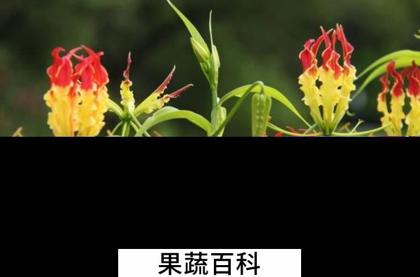 果蔬百科嘉兰的养殖方法与注意事项