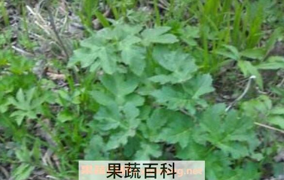 老山芹的功效与作用