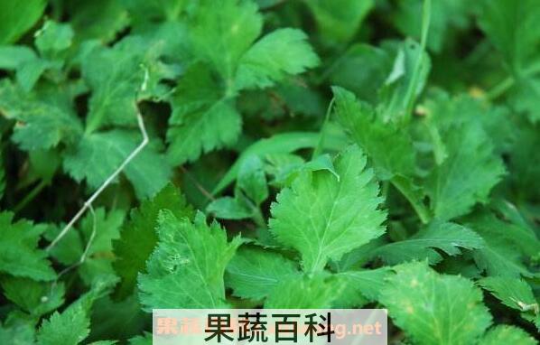 老山芹的功效与作用
