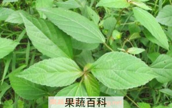 铁苋菜的吃法 铁苋菜的食用方法