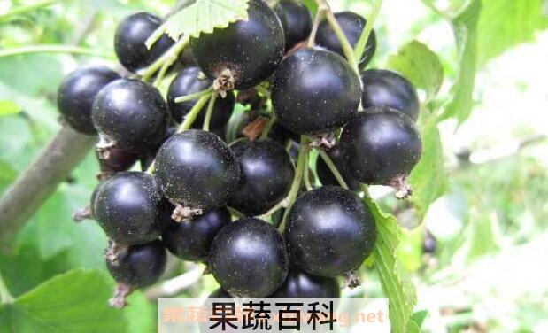 黑加仑的功效与作用 吃黑加仑的好处