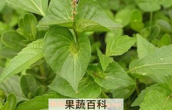 铁苋菜的功效与作用 铁苋菜的禁忌