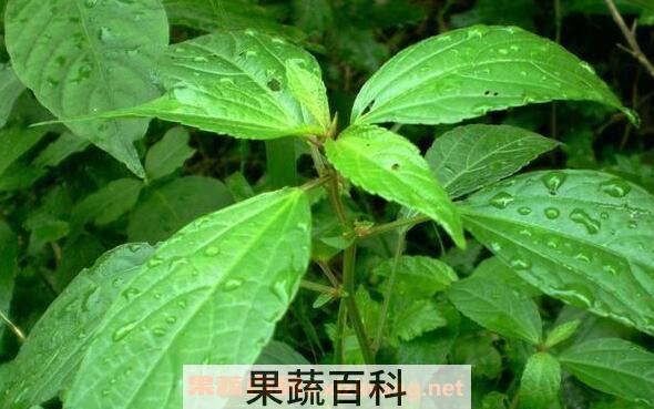 铁苋菜的功效与作用 铁苋菜的禁忌