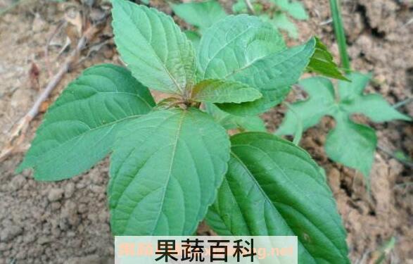 铁苋菜的药用价值 铁苋菜的副作用