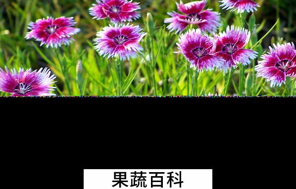 果蔬百科五彩石竹的养殖方法