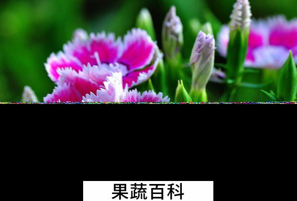 果蔬百科石竹的养殖方法