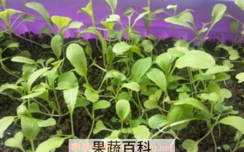 金鸡毛菜的药用价值 金鸡毛菜的功效及吃法