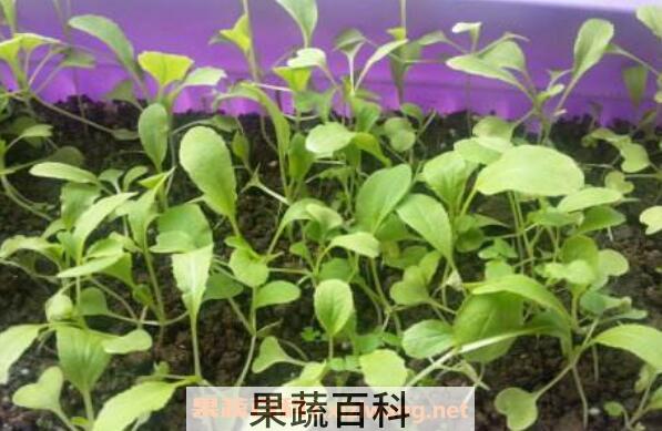 金鸡毛菜的功效与作用 金鸡毛菜的副作用