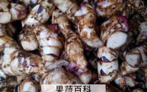 姜芋图片姜芋的功效是什么 姜芋的功效与作用