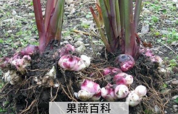 姜芋的功效和作用 姜芋的禁忌