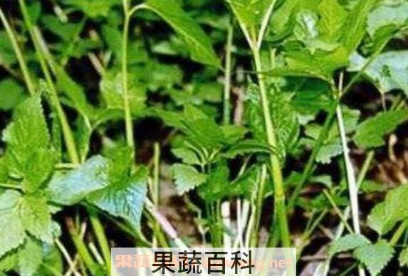 茴芹的功效与作用