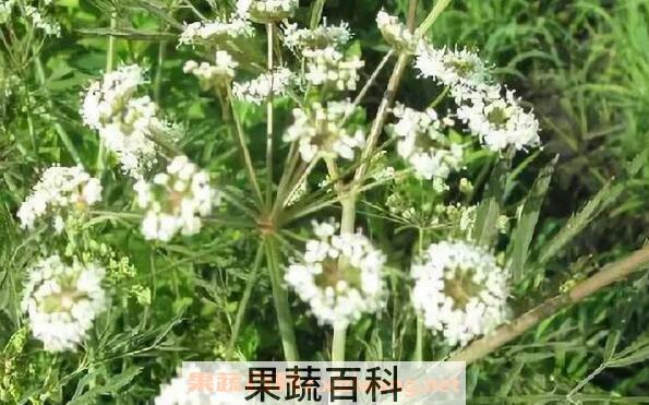 茴芹的功效与作用