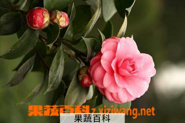果蔬百科茶花的养殖方法和日常养护