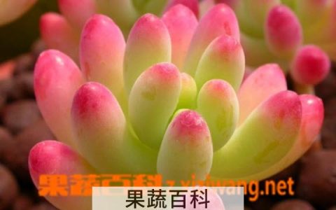 八千代多肉的图片 八千代多肉图片欣赏