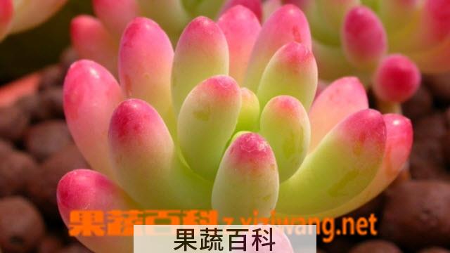 果蔬百科八千代图片 多肉八千代怎么养