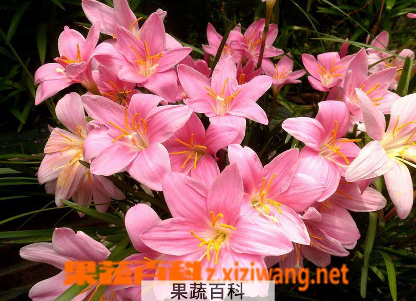 果蔬百科风雨兰的养殖养护方法