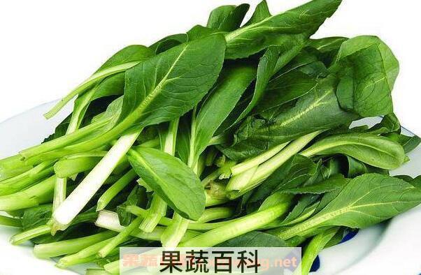 鸡毛菜怎么养殖 鸡毛菜的种植方法