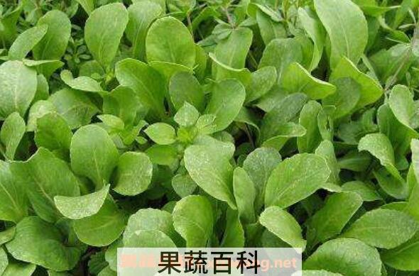 鸡毛菜怎么养殖 鸡毛菜的种植方法