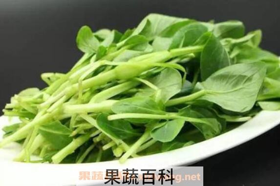 鸡毛菜的功效与作用及禁忌