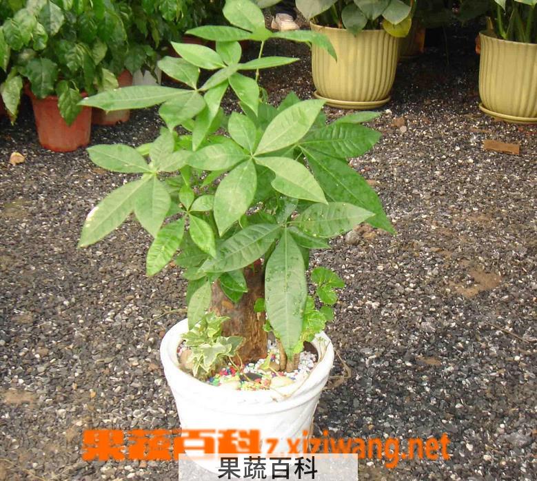 果蔬百科发财树修剪步骤图解