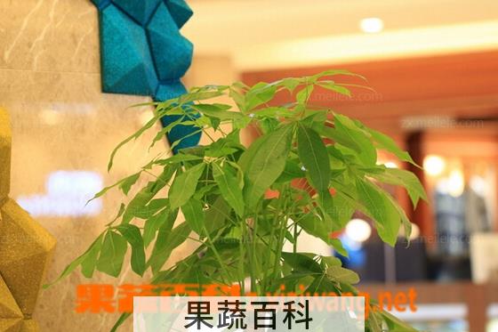 果蔬百科
