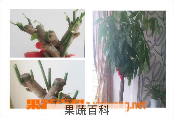 果蔬百科
