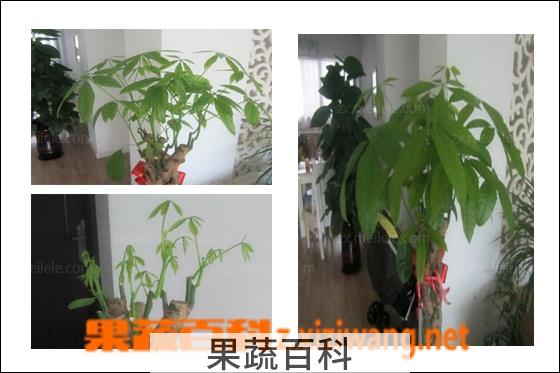 果蔬百科