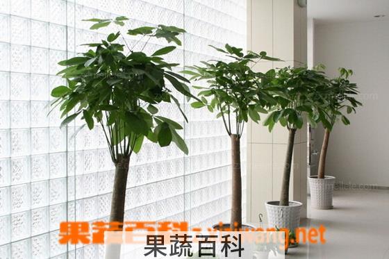 果蔬百科