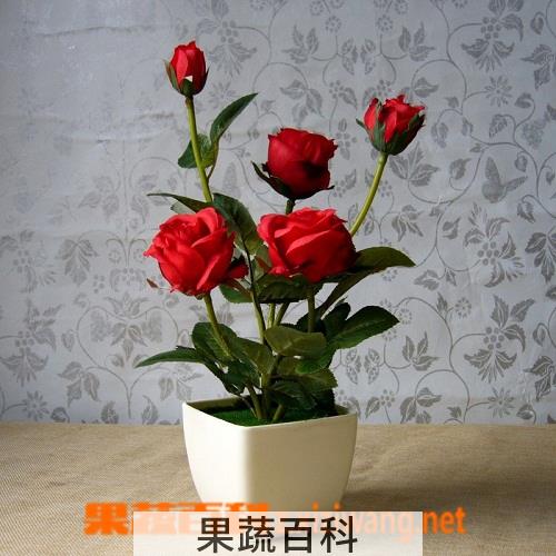 果蔬百科小月季花养殖方法及注意事项