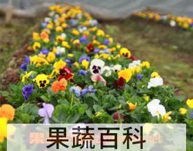 果蔬百科七色堇种子怎么种植