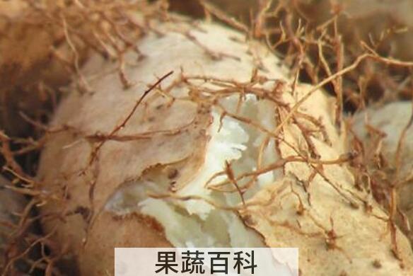 毛薯的功效与作用 毛薯的副作用